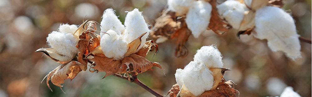 cotton banner